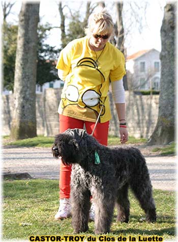 bouvier des flandres du clos de la luette - copyright d&eacute;pos&eacute;